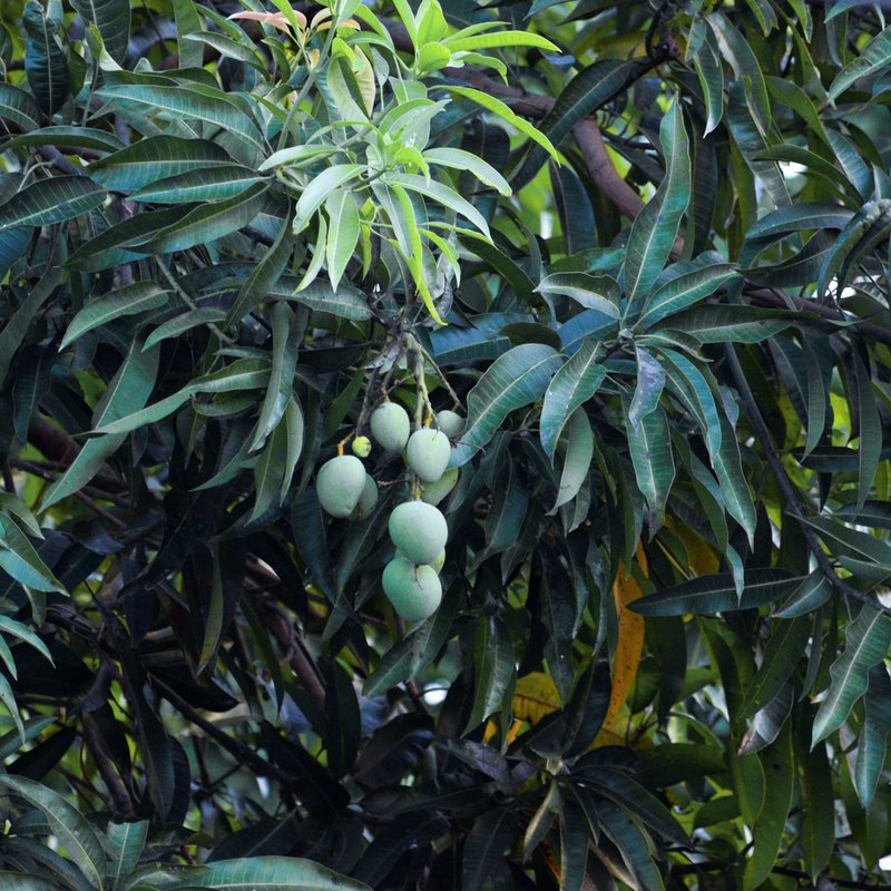 Green mangoes growing on a tree