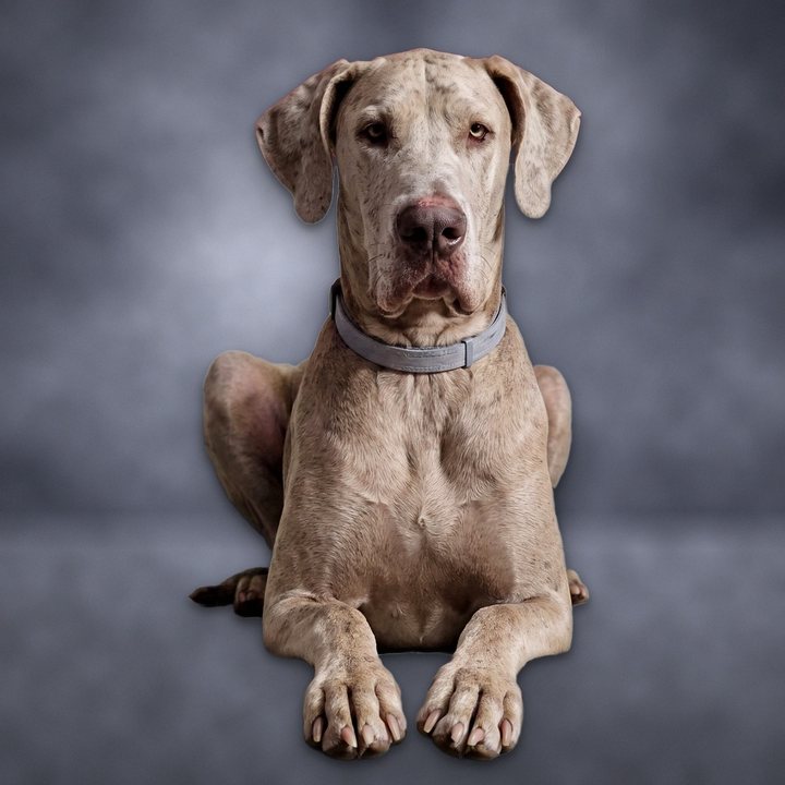 Bentley, her Great Dane